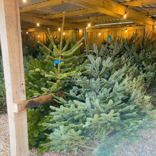 Nordmann Fir Christmas Tree Taylor's Family Butchers